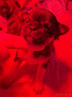 Čivava s PP k rezervaci - 5