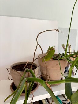 Monstera x2 - 5