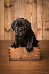 Štěňata Cane Corso s PP - 5