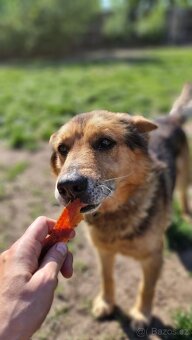 MAXÍČEK K ADOPCI - zlatíčko hledá svoji spřízněnou duši - 5