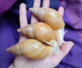 Lissachatina fulica full albino - africký šnek - 5