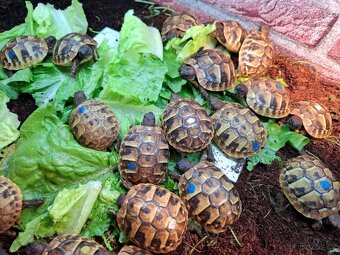 Suchozemská želva vroubená a zelenavá - 5
