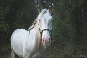 Valach P.R.E. barvy Perlino - 5