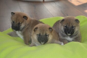 Shiba inu s pp - 5