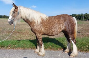 3 léta klisna Irsky Cob - 5