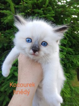 Ragdoll koťátka bez pp - 5