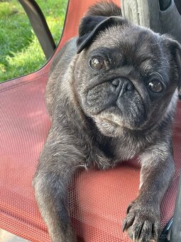 Mops - 5