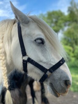 Ohlávky cob,pony, zadní chrániče, zvony - 5