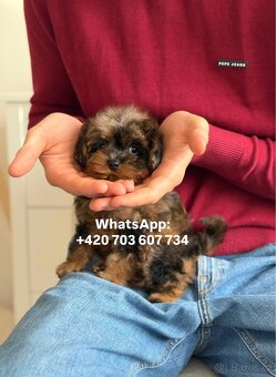 štěňátko maltipoo v černo-hnědé barvě Fenka - 5