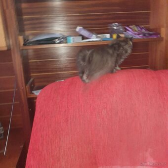 Ponukam maciatko - 5