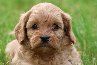 Cavapoo štěňátka - 5