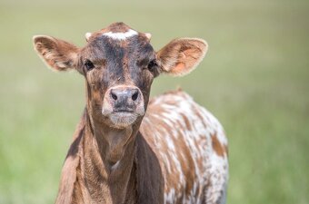 Plemenný býk Texas Longhorn na prodej - 5