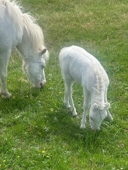 Minihorse klisna 3v1 - 5