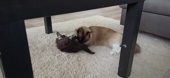 Koťata mainská mývalí - 5