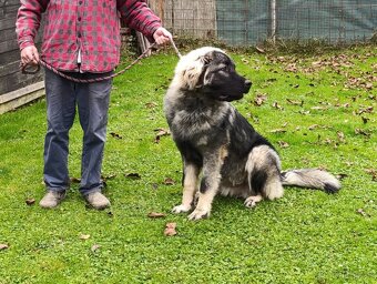 Šarplaninský pastevecký pes - 5