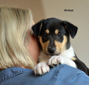 Krátkosrstá kolie - 5