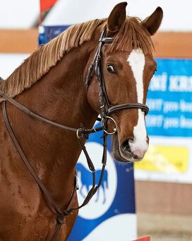 6 letý zangersheide valach - 5