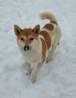Shiba inu pinto s PP - 5