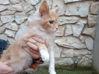 Mainská mývalí - 5