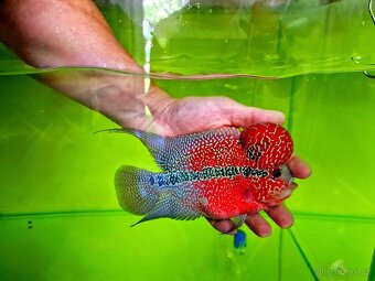 Flowerhorn Super red Dragon. - 5
