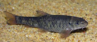 Garra Rufa, Gara rudohneda - 5