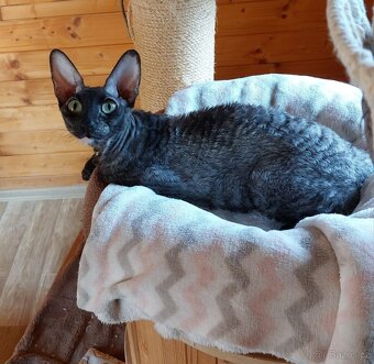 Cornish Rex - 5