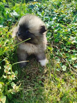 Pomeranian - 5