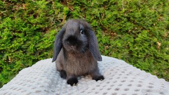 Zakrslý beránek, králíček, králík - PEGAS - 5