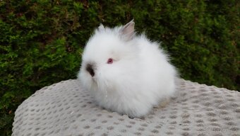 Zakrslý beránek, králíček, králík- ONDŘEJ A OLAF - 5