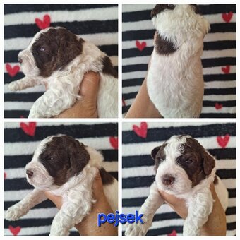 Lagotto romagnolo - štěňata s PP - 5
