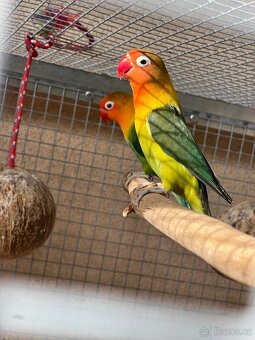 Agapornis fisheri - 5