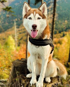 Sibiřský Husky bez PP. Havířov - 5