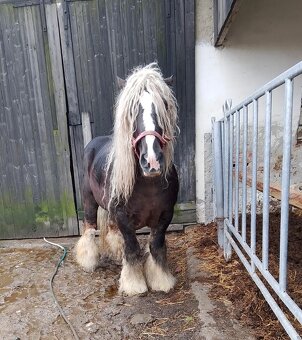 Polský chladnokrevný hřebec 13 let - 5