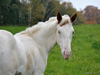 Hřebeček APH 2025 - 5