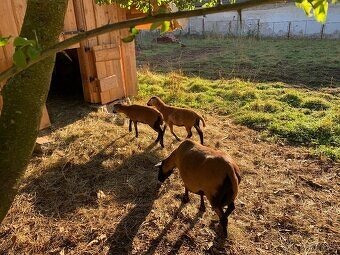 Kamerunská ovce - 5