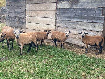 Kamerunská ovce - jehňata - 5