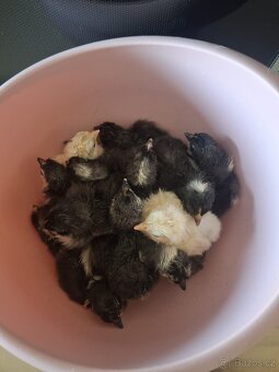 Prodáme kuřátka rezervace - 5