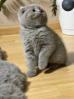 Skotská klapoucha kotatka - 5