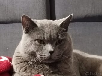 Britský modrý kocour ke krytí - 5