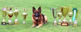 Německý ovčák s PP - 5