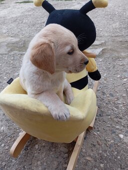 Zlatý retrívr/retriever - 5
