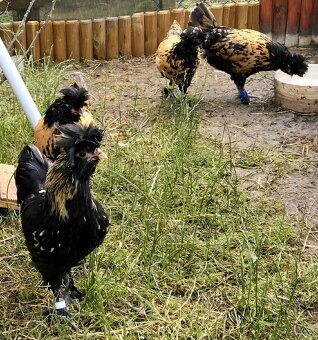 🐓 Kohoutci Pavlovské slepice 🐓 - 5