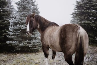 paint horse pripustani - 5
