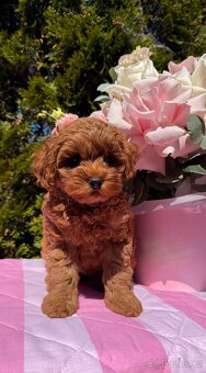 Maltipoo holčičky 🍒 - 5