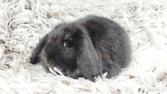 Zakrslý beránek, králíček, králík-BRUNO - 5