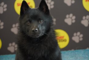 Šiperka s PP- nabízím krytí plnochrupým zdravým psem - 5