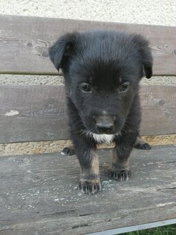 Prodám  štěňata křížence - 5