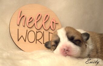 Welsch corgi pembroke s PP - 5