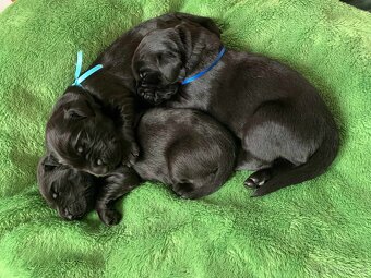 Přijímáme rezervace na štěňátka Flat coated retriever s PP - 5