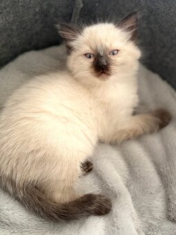 Luxusní ragdoll kocourek k odběru - 5